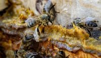 Bienen-Substanz hemmt Krebszellen